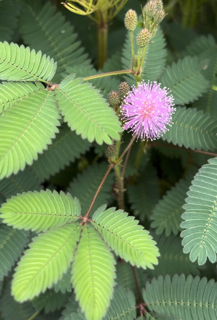 おじぎそうの葉っぱとピンク色のお花