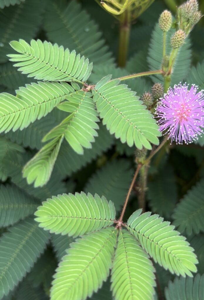おじぎそうの葉っぱとピンク色のお花