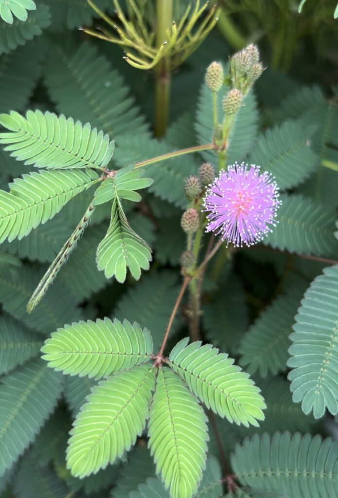 おじぎそうの葉っぱとピンク色のお花