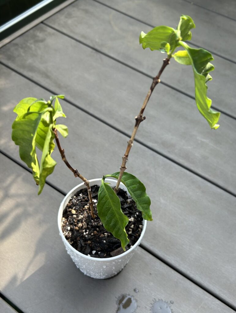 コーヒーノキを植え替えた様子