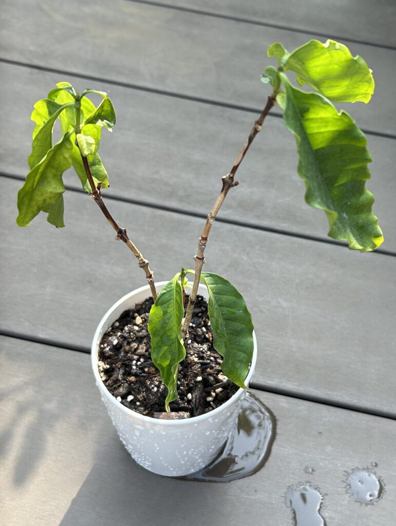 コーヒーノキを植え替えた様子