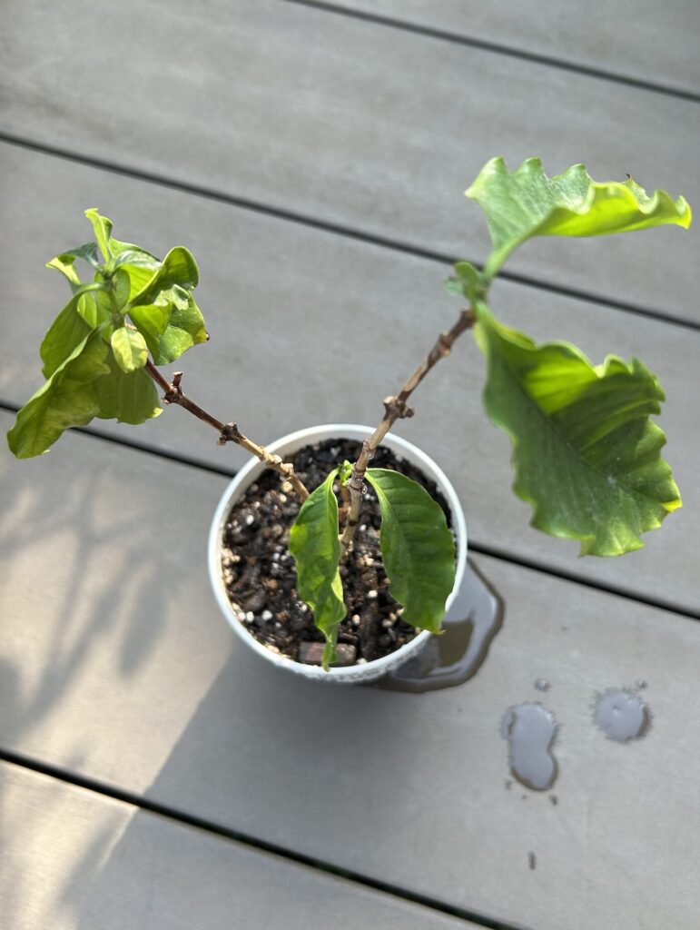 コーヒーノキを植え替えた様子