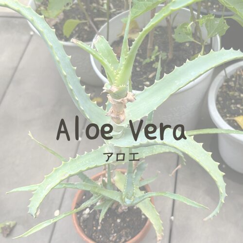 Aloe Vera