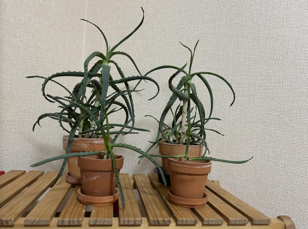 ぐったりとしたアロエの植え替えた様子