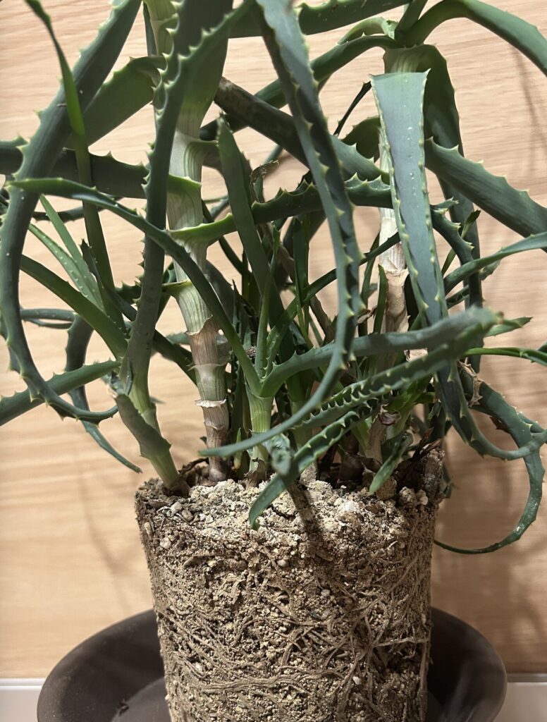 ぐったりとしたアロエの植え替えの様子