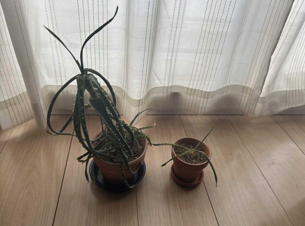ぐったりとしたアロエの様子