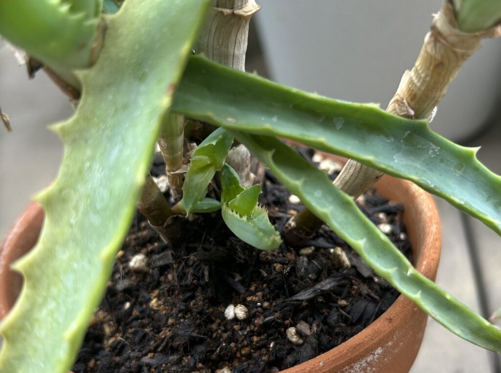 弱ったアロエが復活し、新芽が出てきました