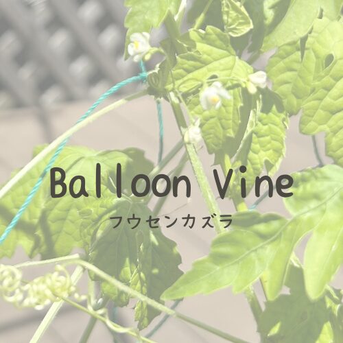 Balloon Vine