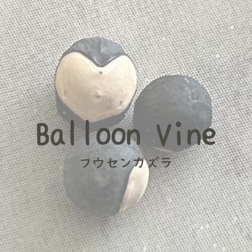 Balloon Vine