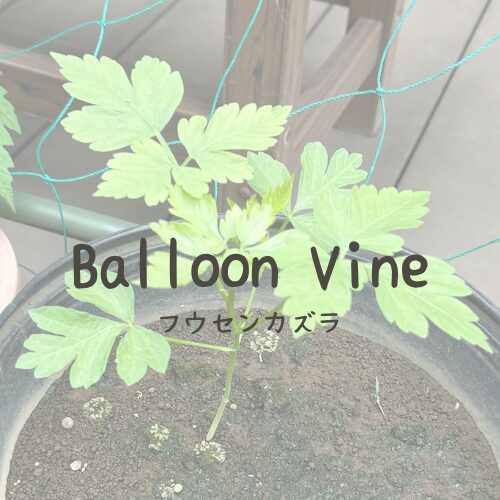 Balloon Vine