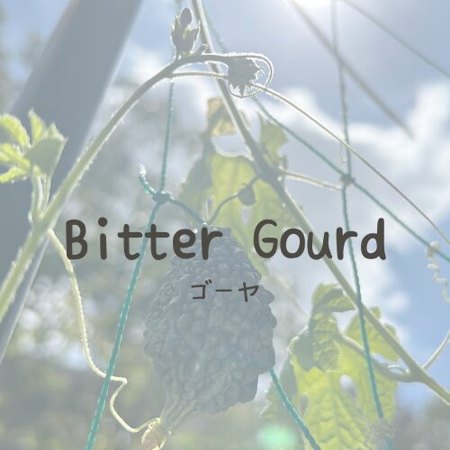 Bitter Gourd