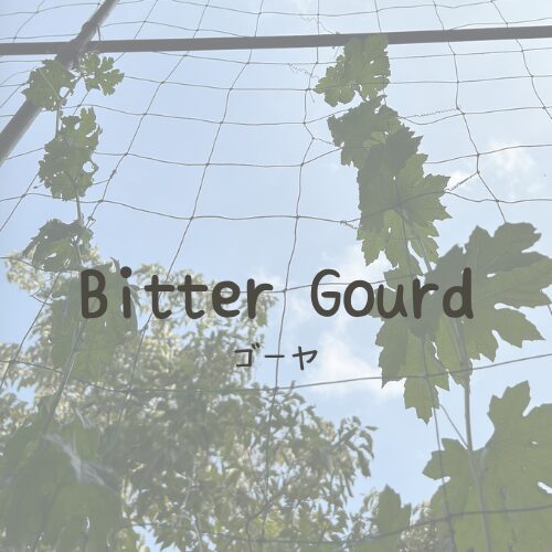 Bitter Gourd