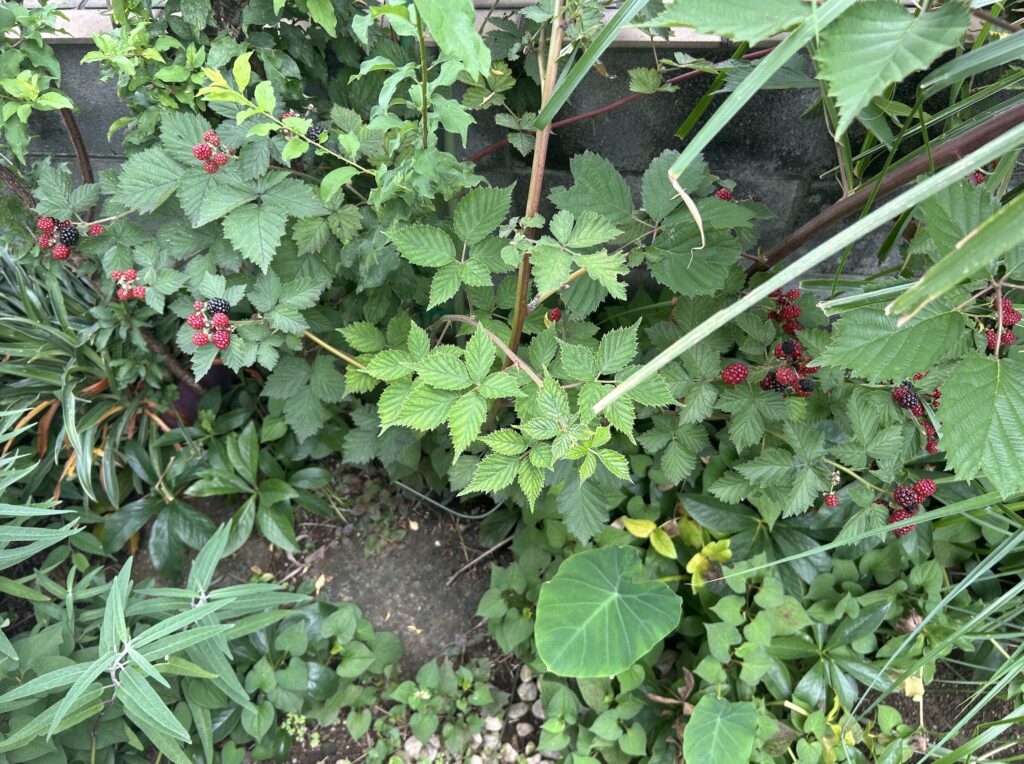 地植えのブラックベリーの実・赤色から黒色へ変化してきた様子