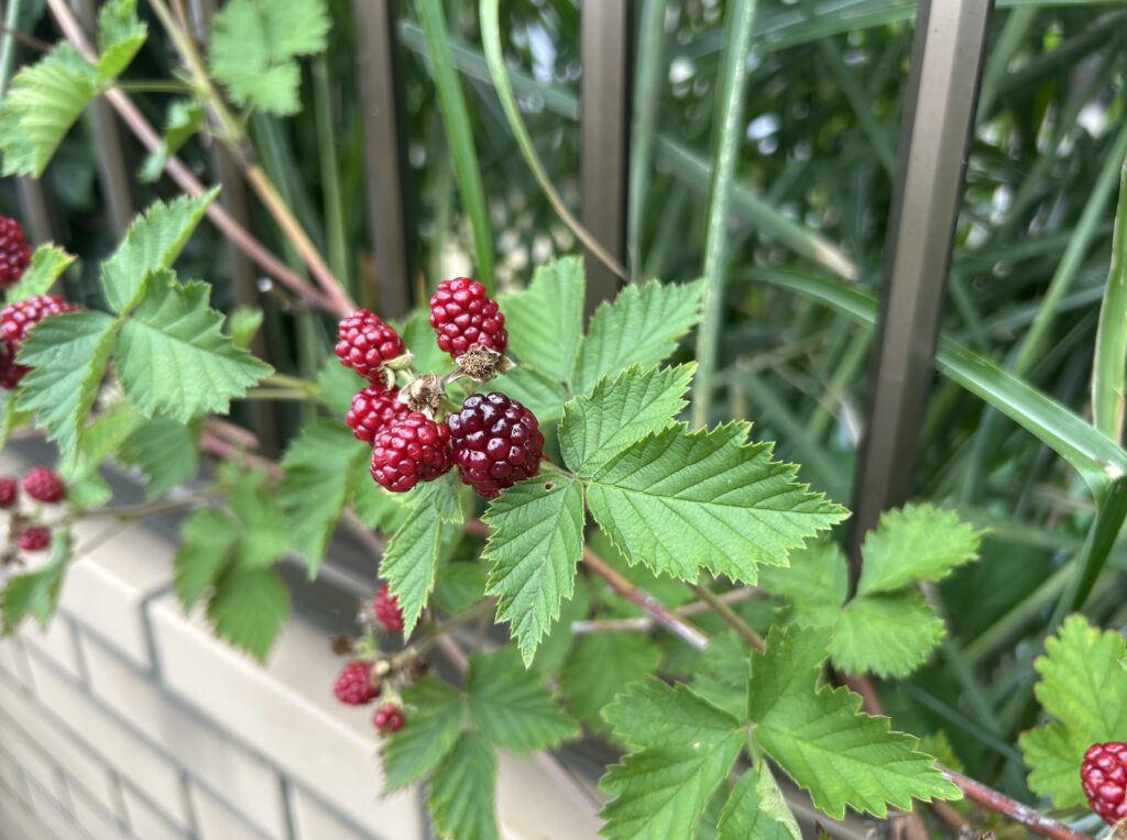 地植えのブラックベリーの実・赤色から黒色へ変化してきた様子
