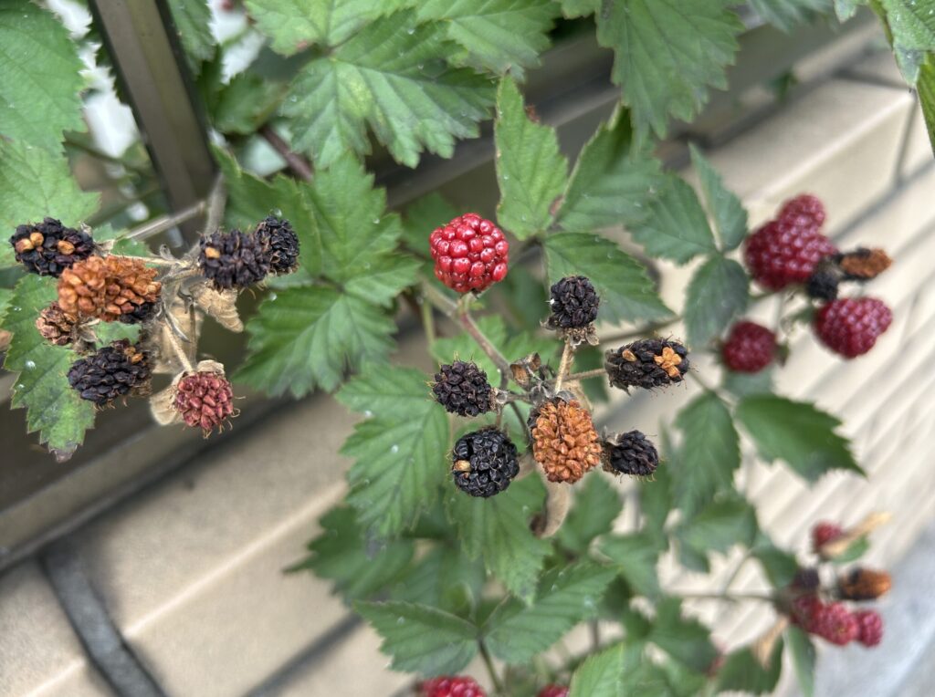 地植えのブラックベリーの実・赤色から黒色へ変化してきたもののカピカピになってしまった様子