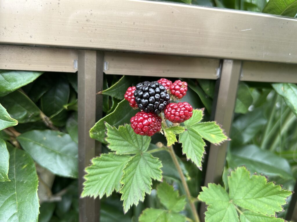 地植えのブラックベリーの実・赤色から黒色へ変化してきた様子