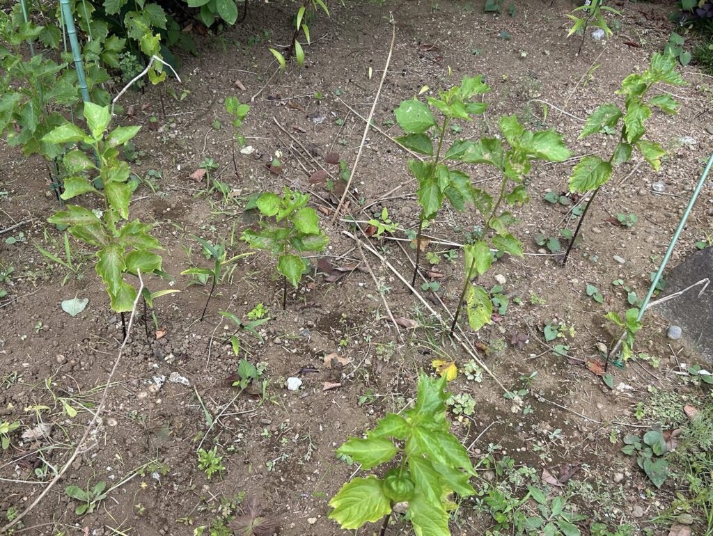 地植えのほおずきの様子・緑色の実ができました