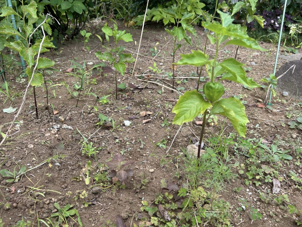 地植えのほおずきの様子・緑色の実ができました