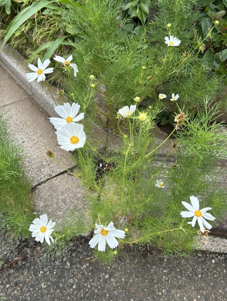 白いコスモスのお花