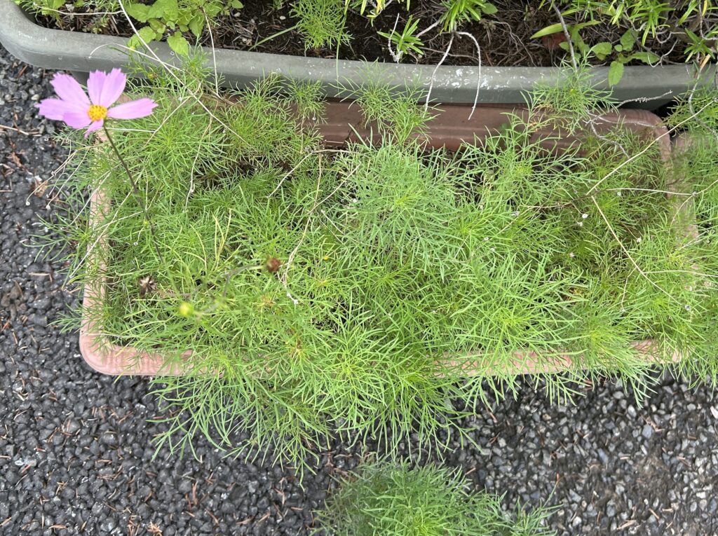 ピンク色のコスモスの花