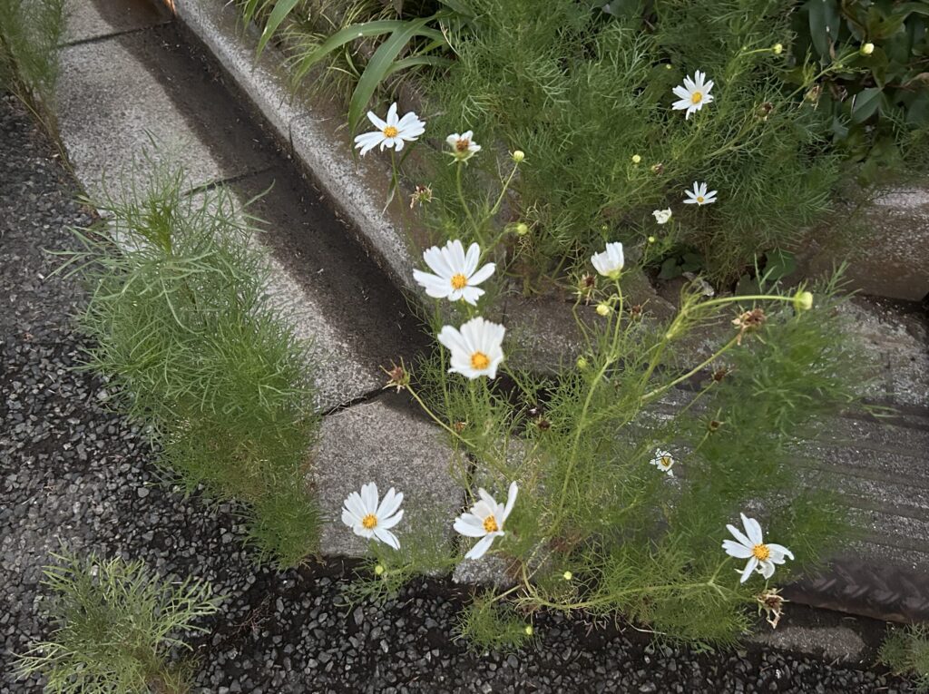 白いコスモスのお花