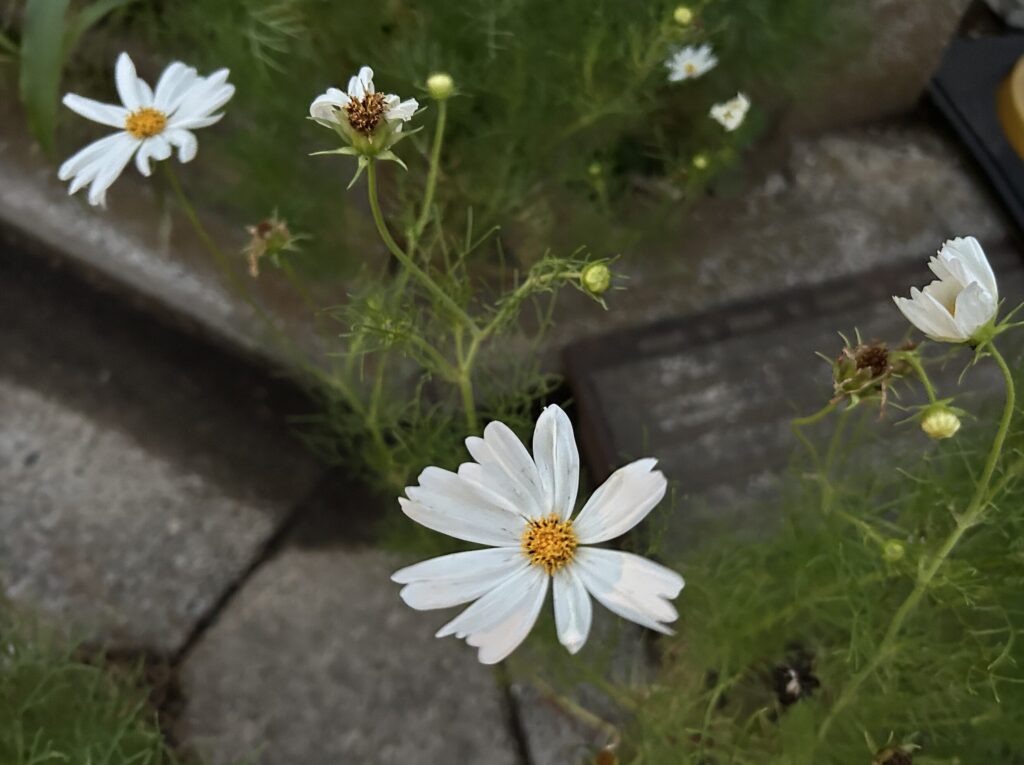 白いコスモスのお花