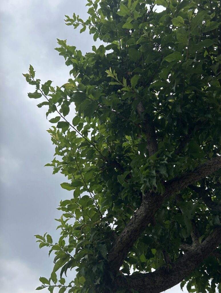 初夏の花桃の木の様子