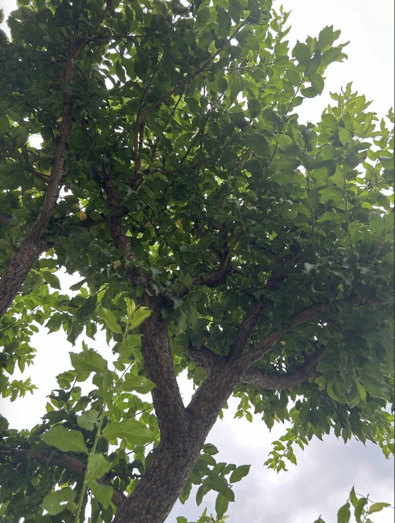 初夏の花桃の木の様子