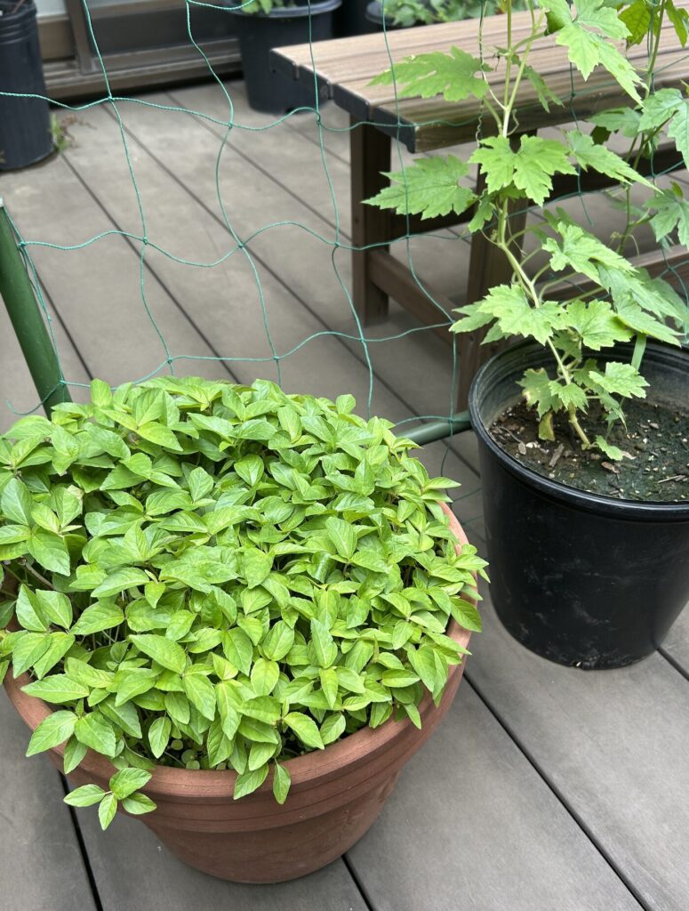 フウセンカズラの芽が鉢いっぱいに広がっている様子。もっさりとした葉が密集している