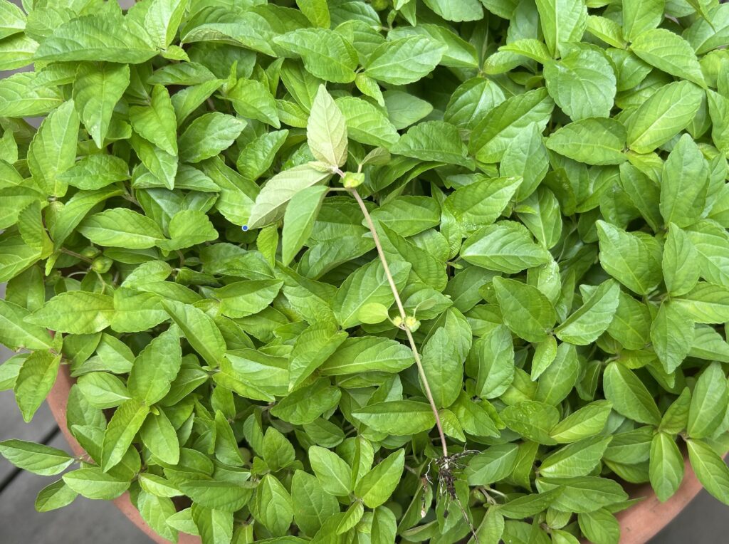 もっさりと茂った緑の葉のクローズアップ。密集した葉の様子から植物の種類がわかりにくい