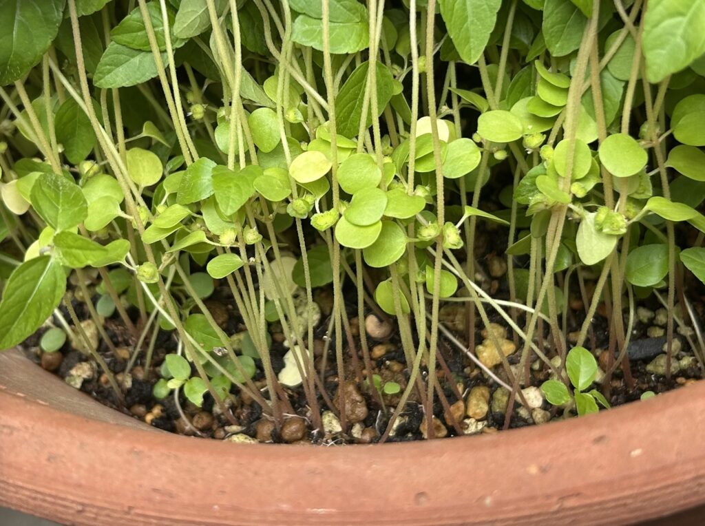 密集して芽吹いたもっさりとした双葉。葉の密度が高く、雑草のようにも見える