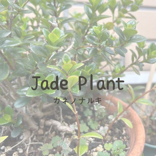 Jade Plant