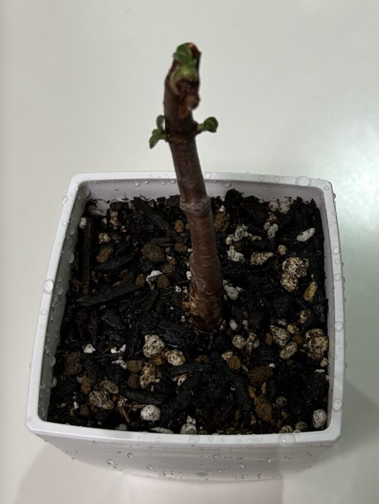 金の成る木。水差しをして根っこが出たので、鉢に植え替えた様子