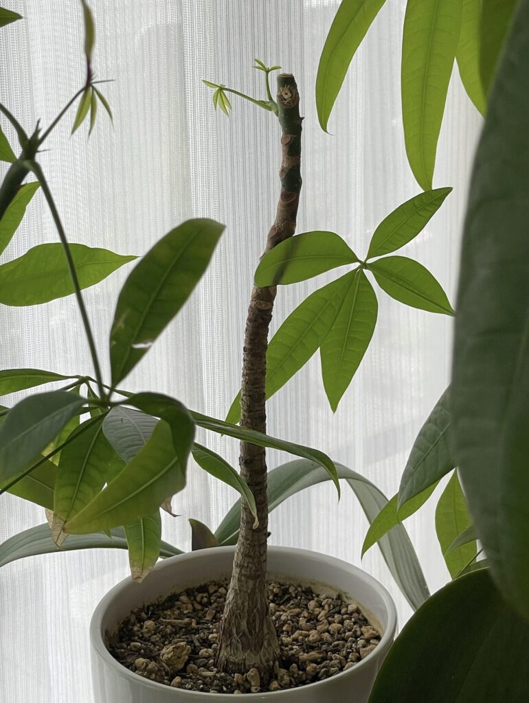 胡蝶蘭が落ちて枝が折れてしまったパキラのその後の様子・新芽が開いた様子