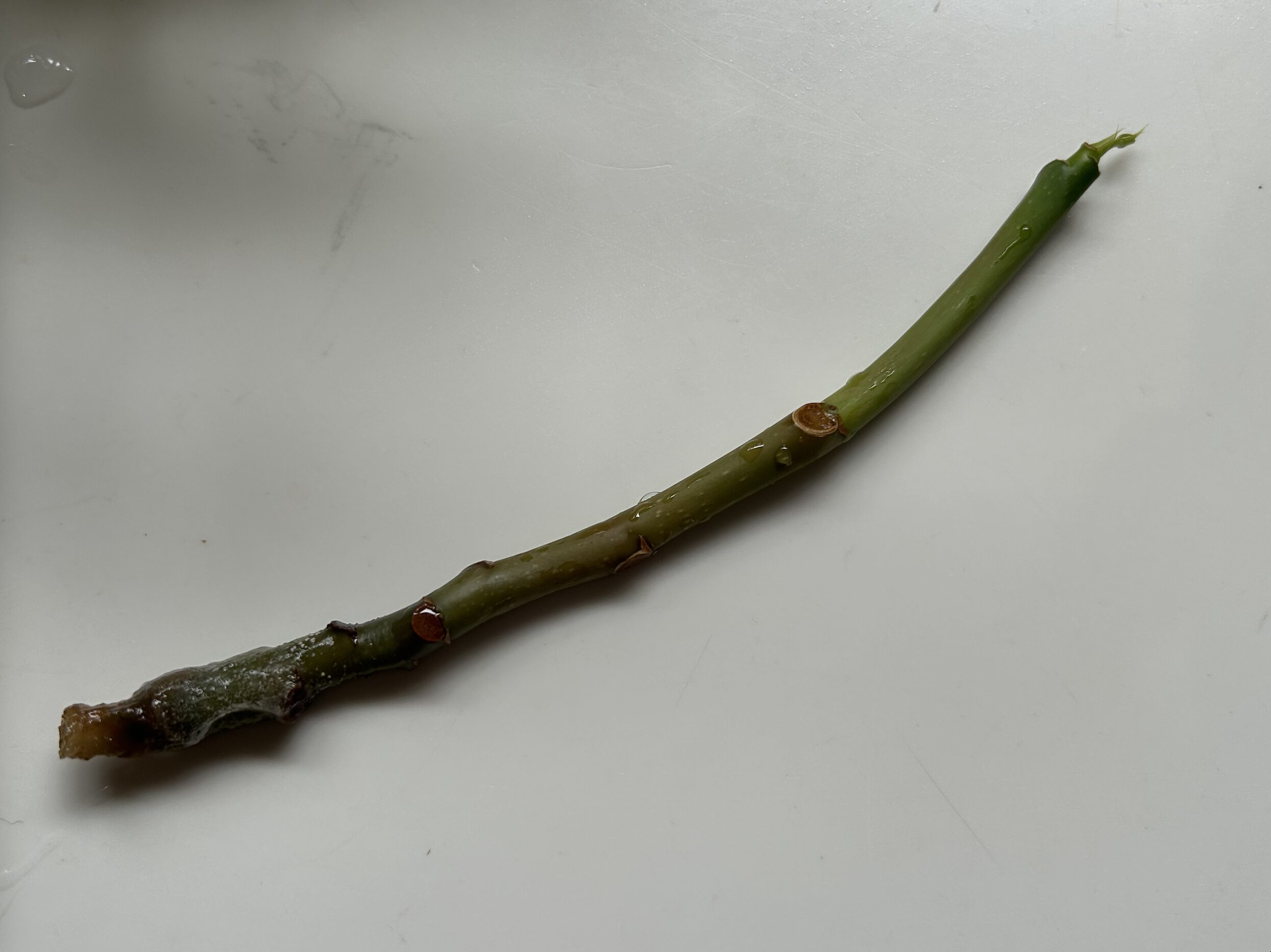 左上の白い虫がちらほら・・・