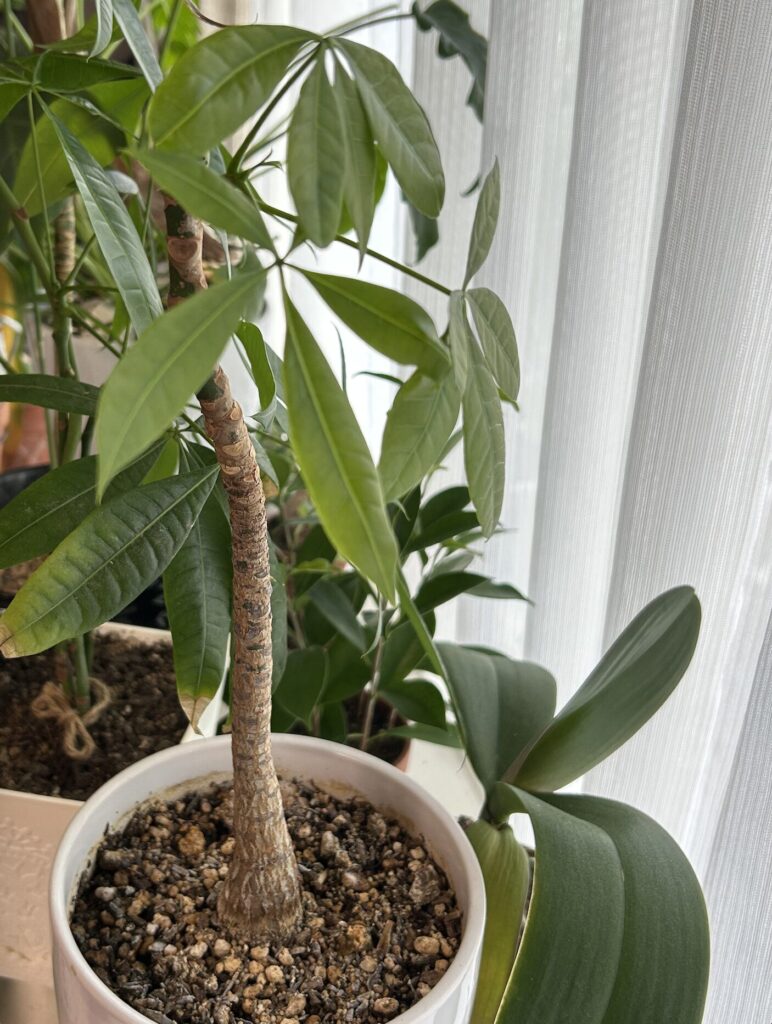 胡蝶蘭が落ちて枝が折れてしまったパキラのその後・新芽が成長した様子