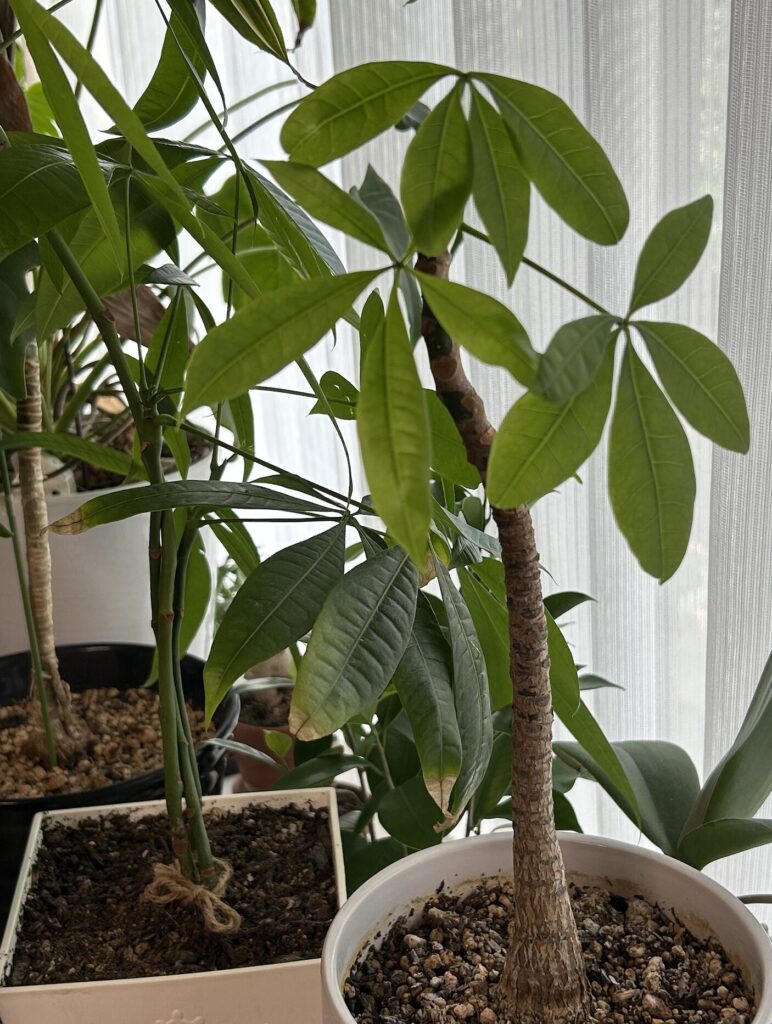 胡蝶蘭が落ちて枝が折れてしまったパキラのその後・新芽が成長した様子