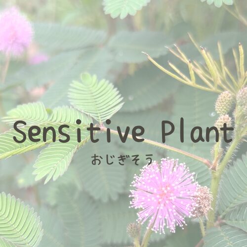 Sensitive Plant