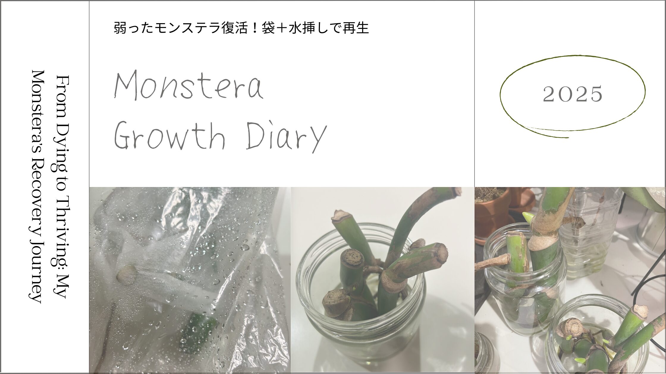 060-Monsteraアイキャッチ画像。