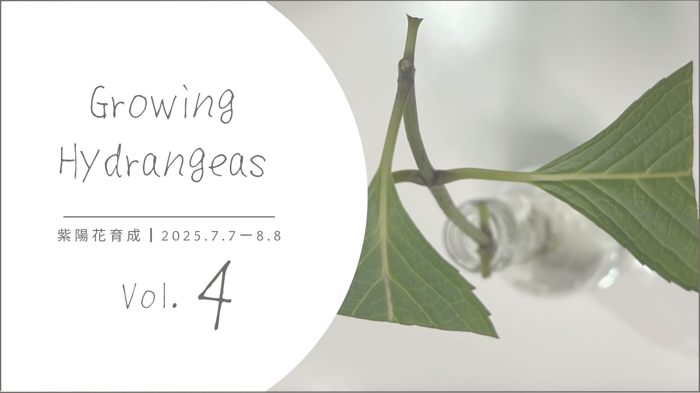 紫陽花育成記録 アイキャッチ画像。_