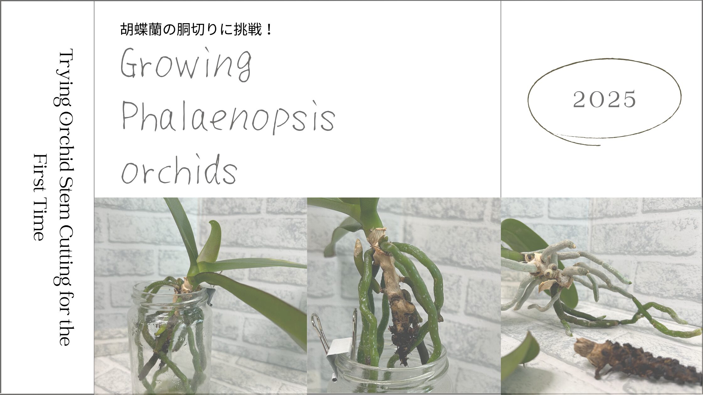 胡蝶蘭育成記録 アイキャッチ画像。