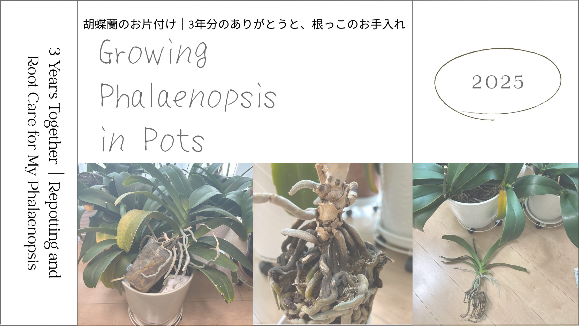 胡蝶蘭育成記録 アイキャッチ画像。