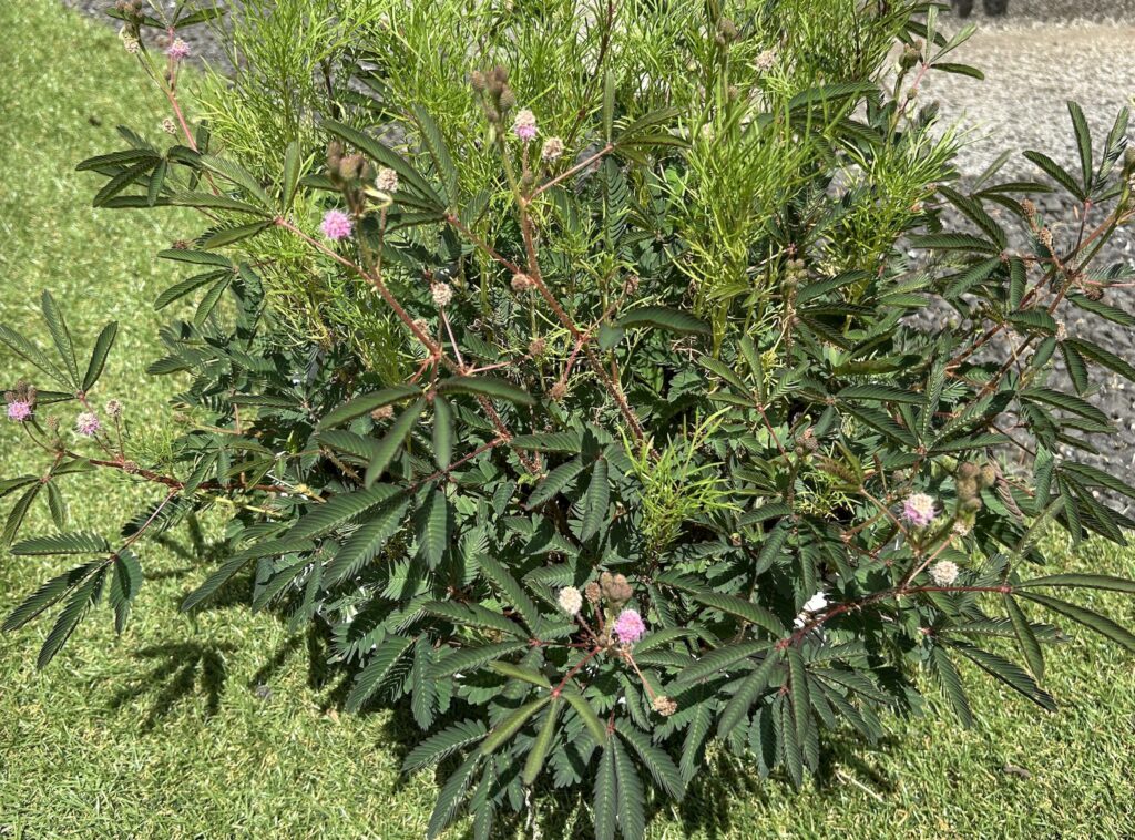 おじぎそうのピンク色のお花