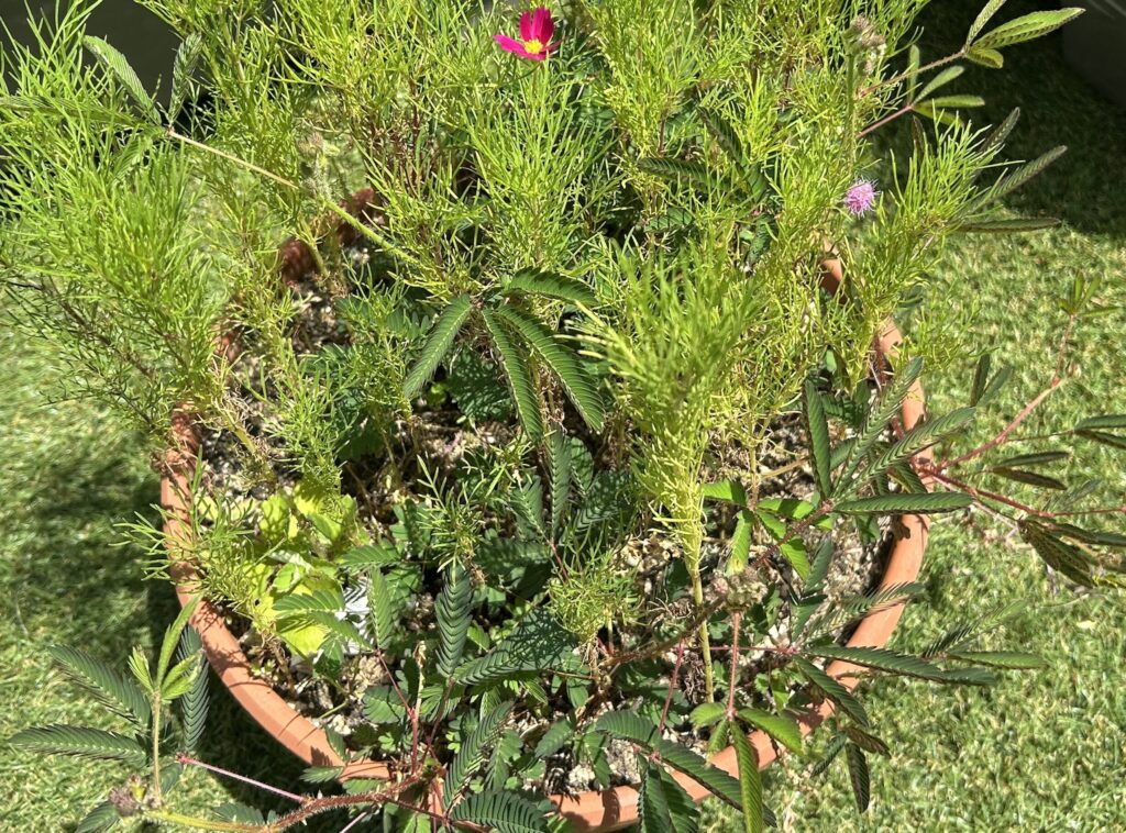 おじぎそうのピンク色のお花とピンク色のコスモス