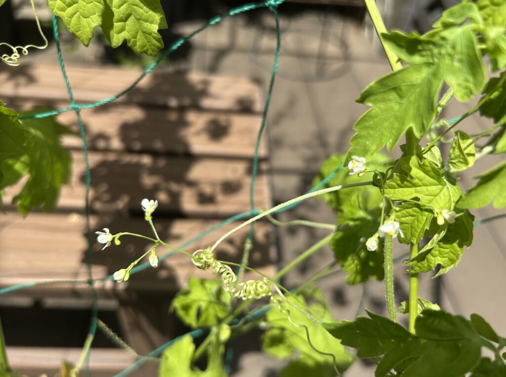 グリーンカーテン・白いお花の様子