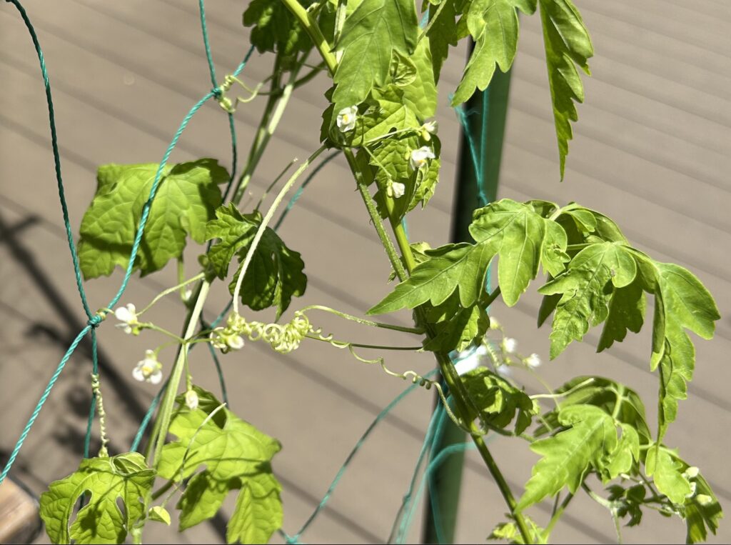 グリーンカーテン・白いお花の様子