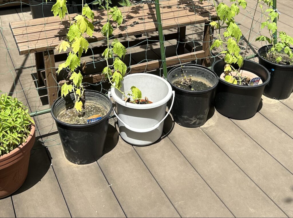 グリーンカーテン・鉢植えの様子