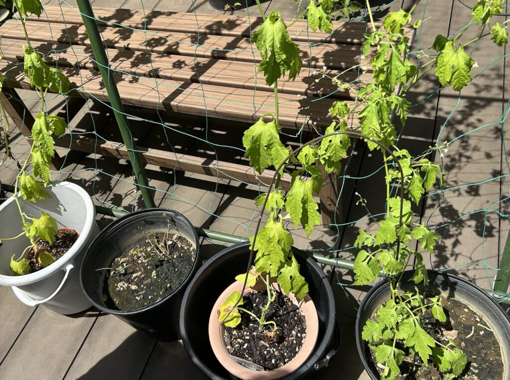 グリーンカーテン・鉢植えの様子