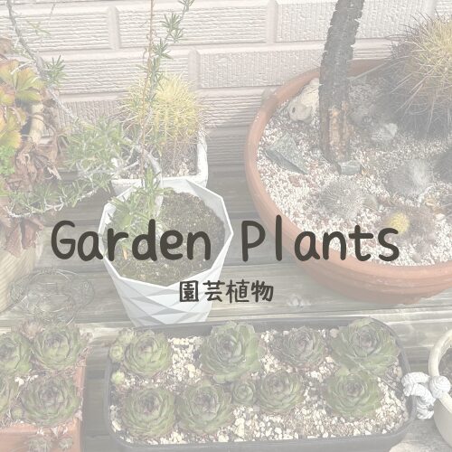 Garden-Plants