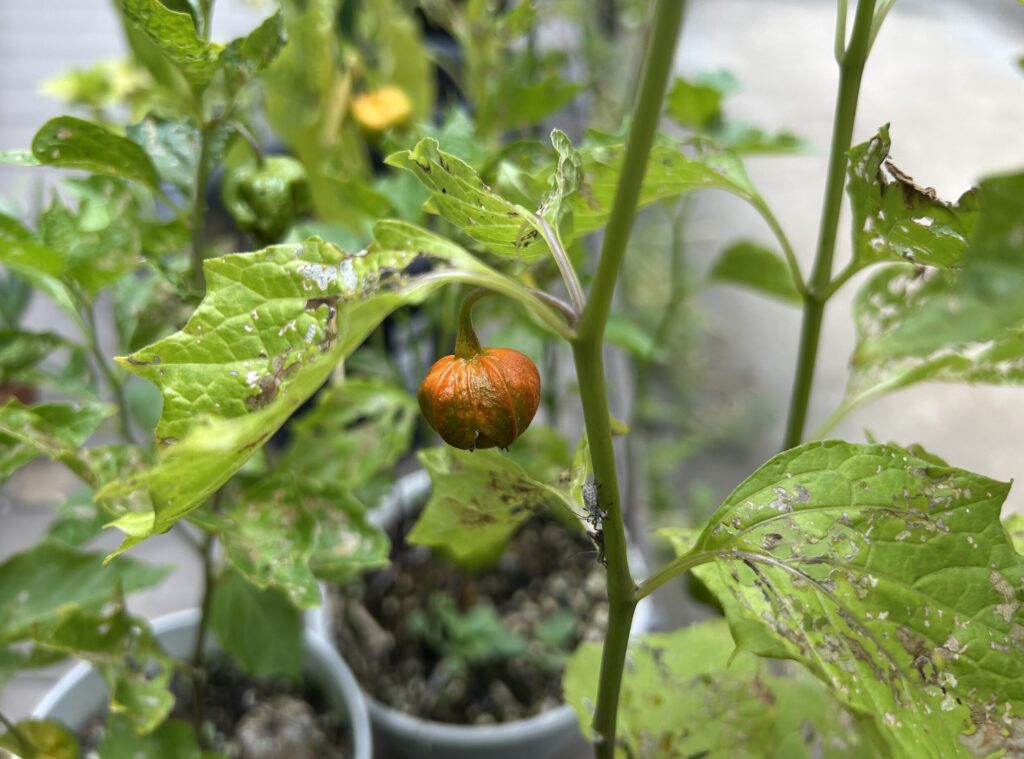 鬼灯がオレンジ色に変化したものの虫食いがされてしまった様子